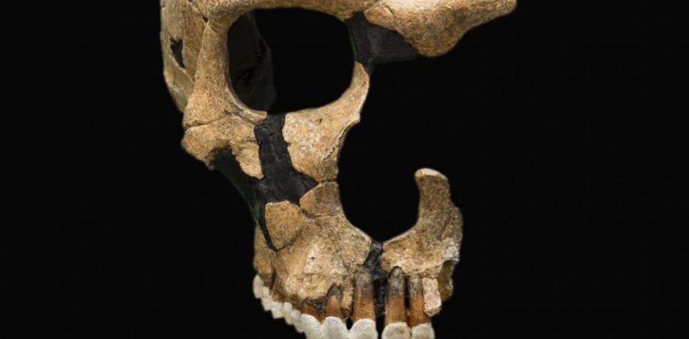 Were Other Humans The First Victims Of The Sixth Mass Extinction Were Other Humans The First Victims Of The Sixth Mass Extinction