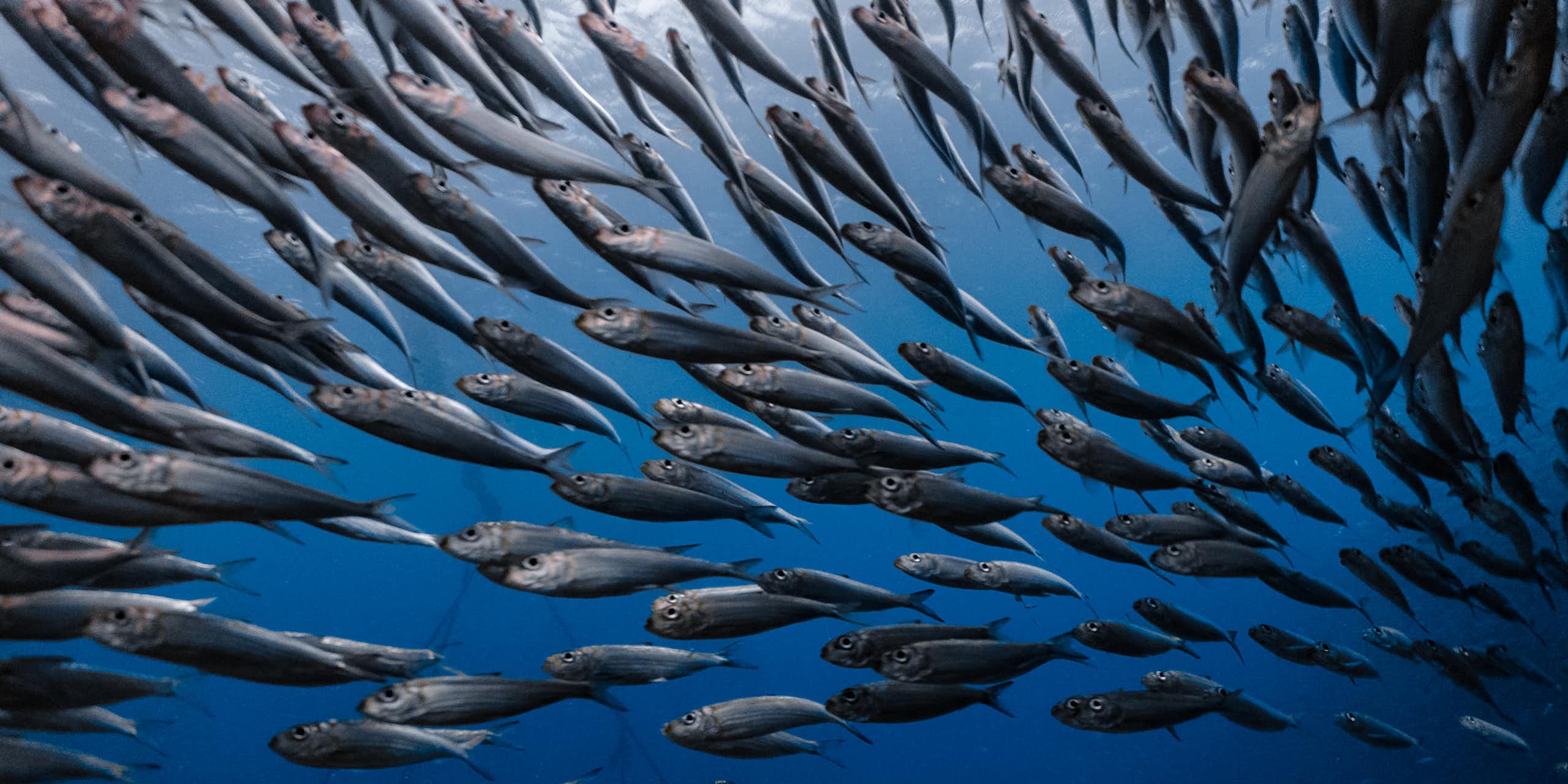 Les changements climatiques et la surpêche font augmenter le niveau de mercure dans le poisson