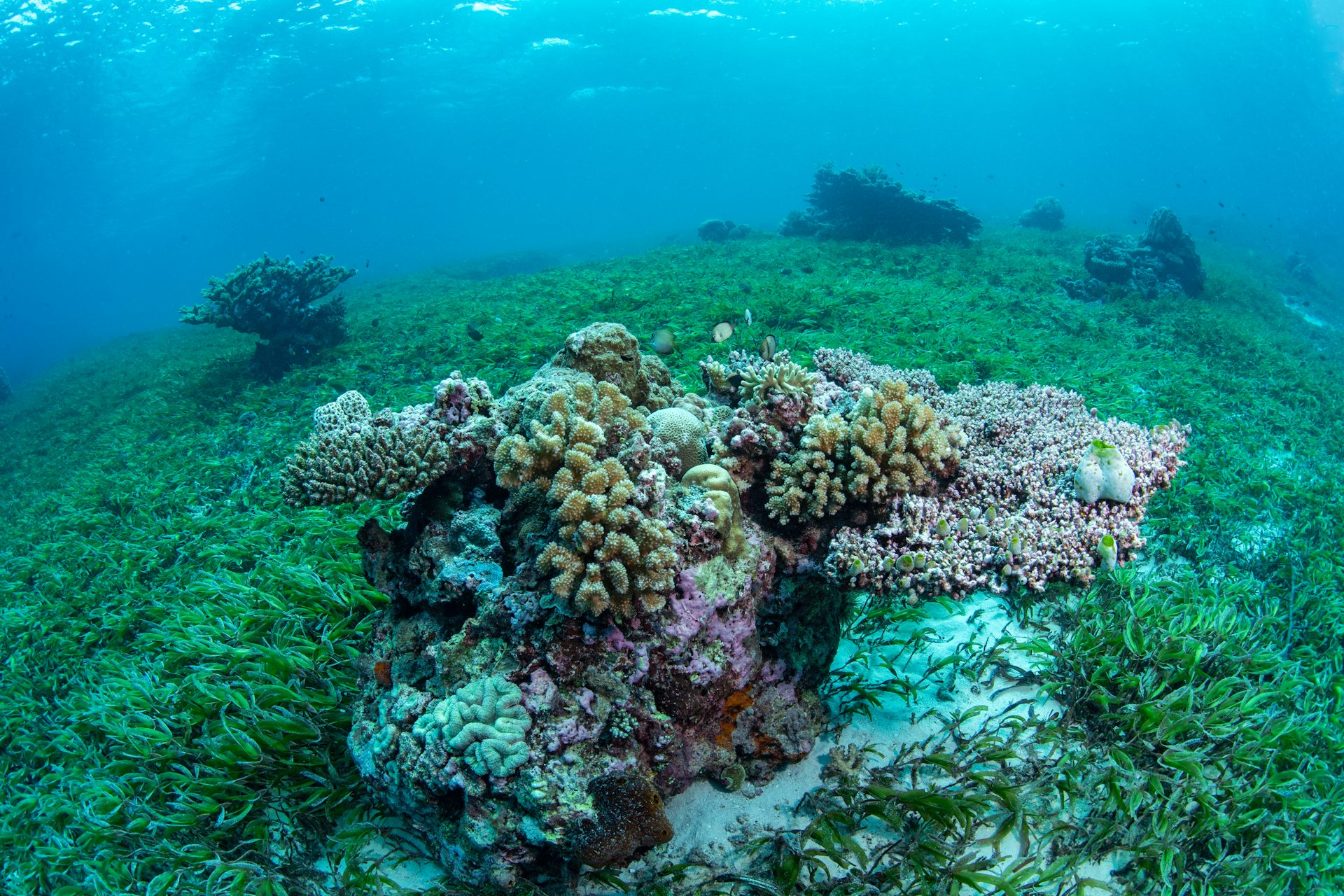 Why Seagrass In Indonesia’s Marine Protected Areas Is Still Under Threat