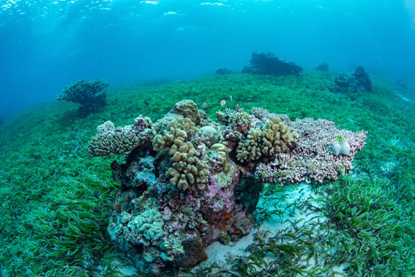 Why seagrass in Indonesia’s marine protected areas is still under threat