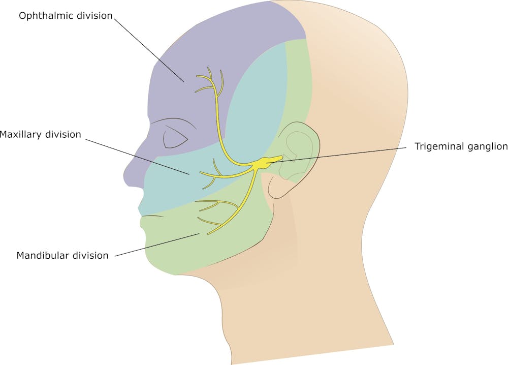 How Does A Piece Of Bread Cause A Migraine How Does A Piece Of Bread Cause A Migraine