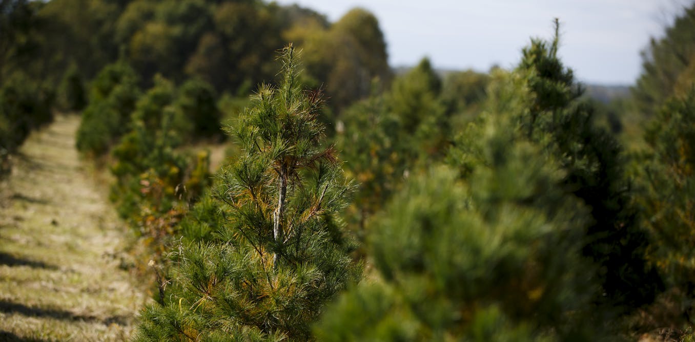 Christmas tree shopping is harder than ever, thanks to climate change and demographics - The Conversation US