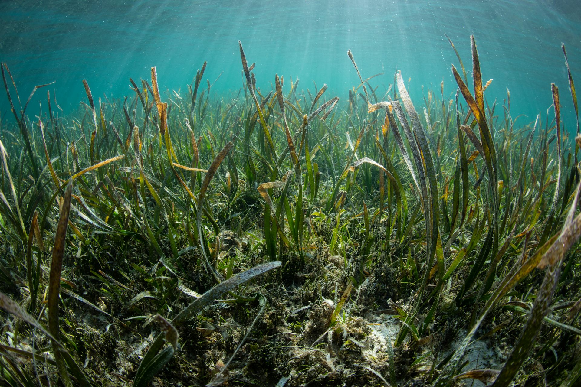 Mapping Indonesia's Seagrass for Targeted Conservation