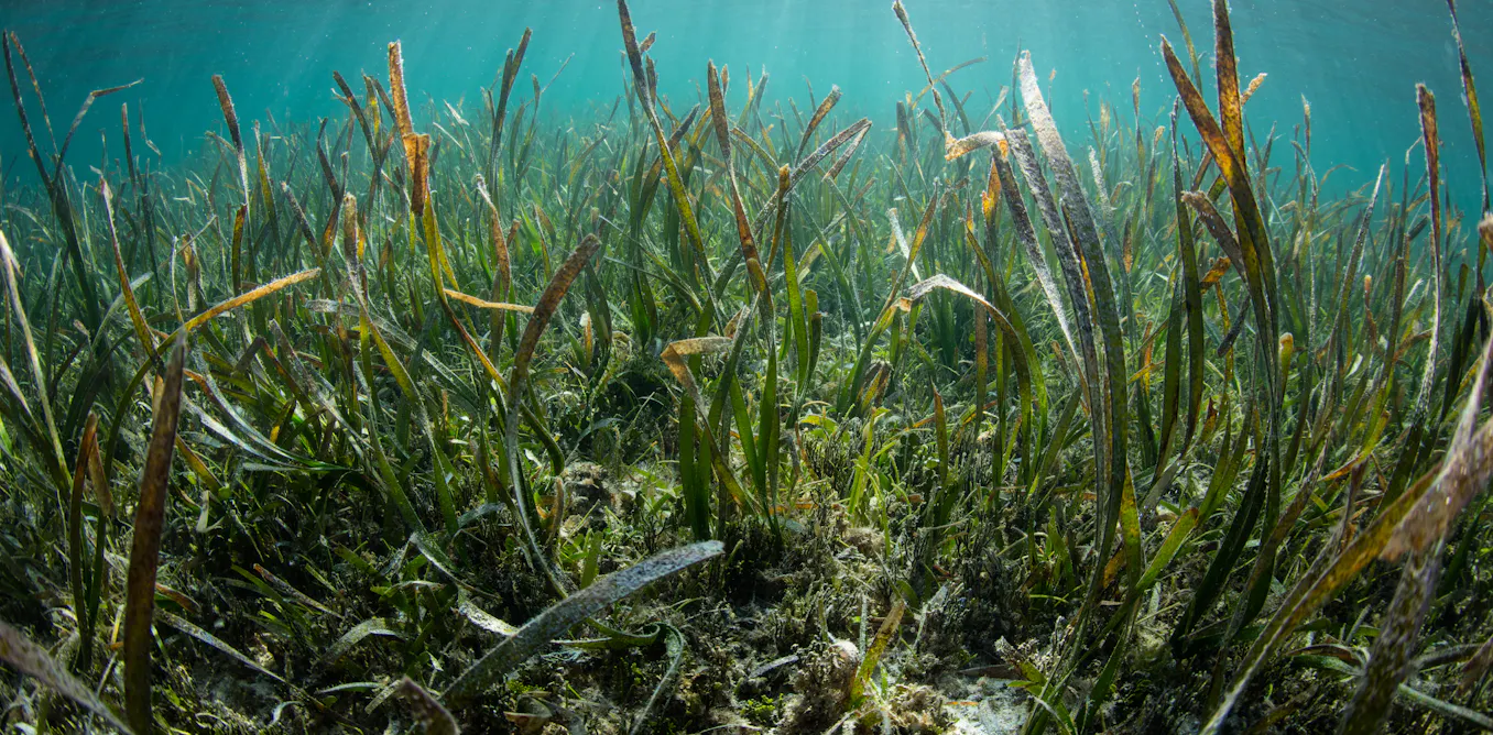 Mapping Indonesia's Seagrass for Targeted Conservation