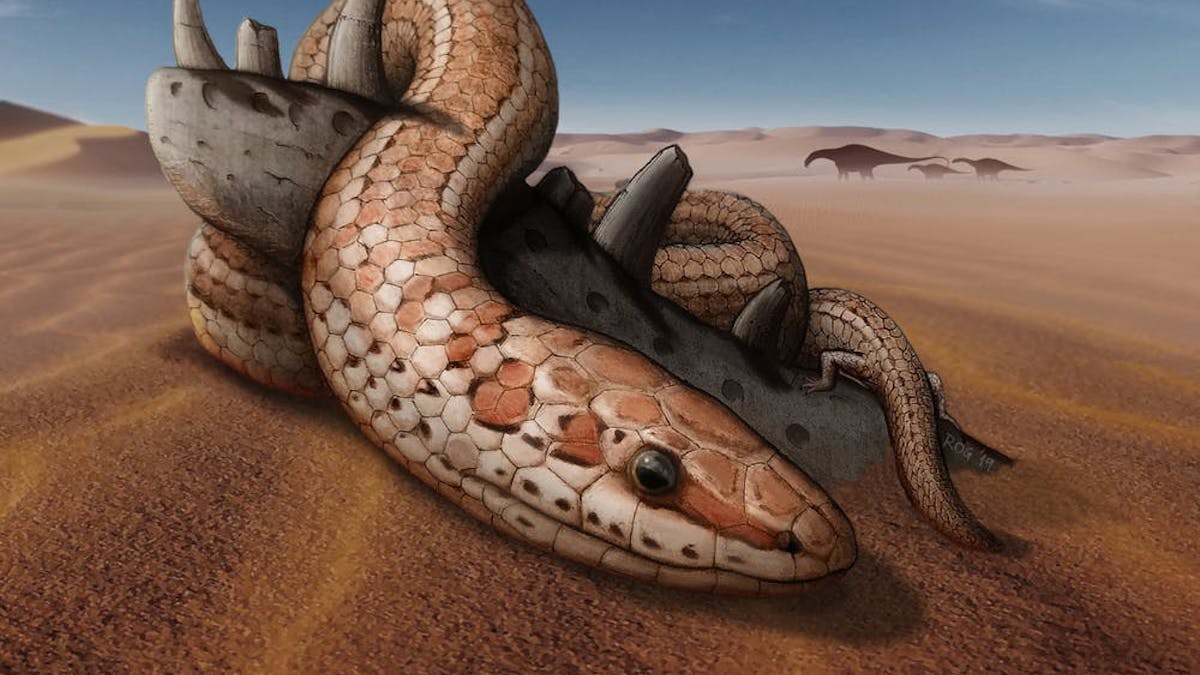 Extraordinary skull fossil reveals secrets of snake evolution