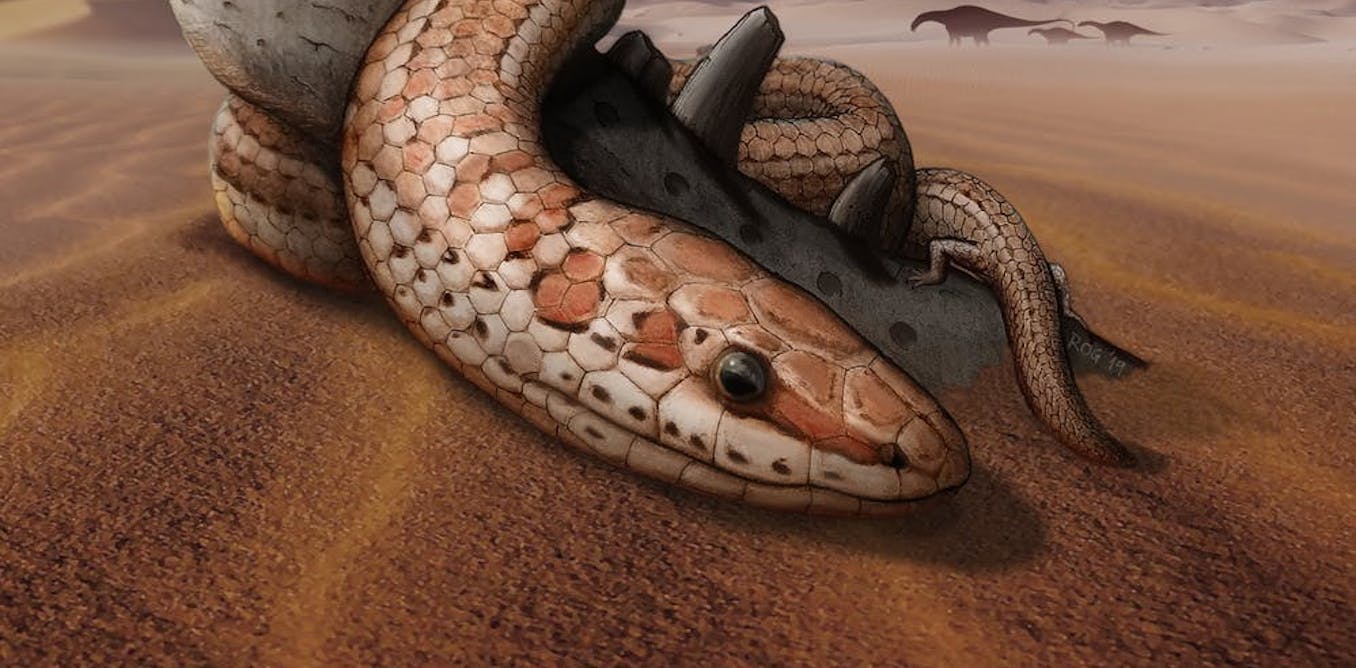 Extraordinary skull fossil reveals secrets of snake evolution