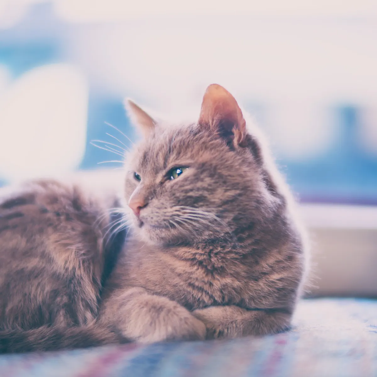 Keeping Cats Indoors How To Ensure Your Pet Is Happy According To Science