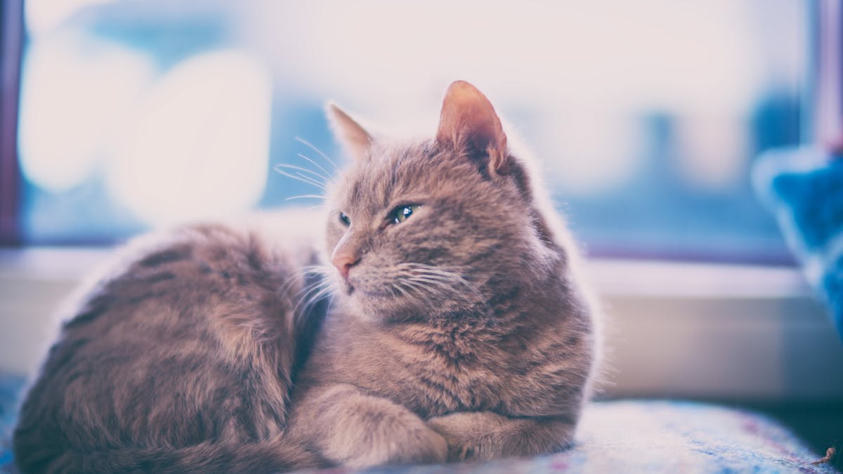 Keeping Cats Indoors How To Ensure Your Pet Is Happy According