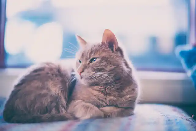 Keeping cats indoors: how to ensure your pet is happy, according to science