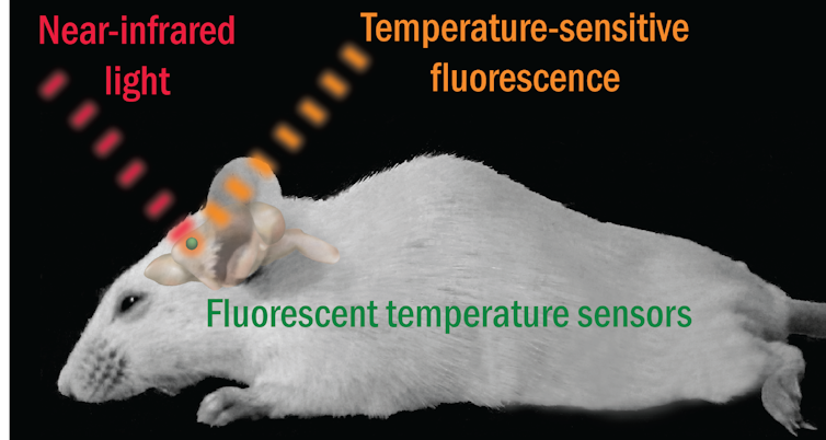 Brain temperature is difficult to measure. Here's how a new infrared technique can help