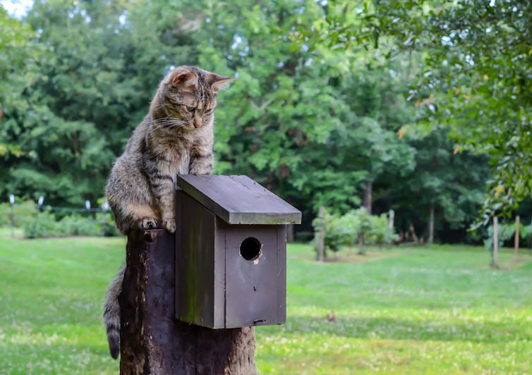 Chats D Interieur Comment S Assurer De Leur Bonheur Selon La Science Chats D Interieur Comment S Assurer De Leur Bonheur Selon La Science