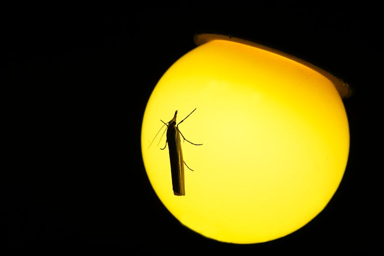 Moth on a lightbulb