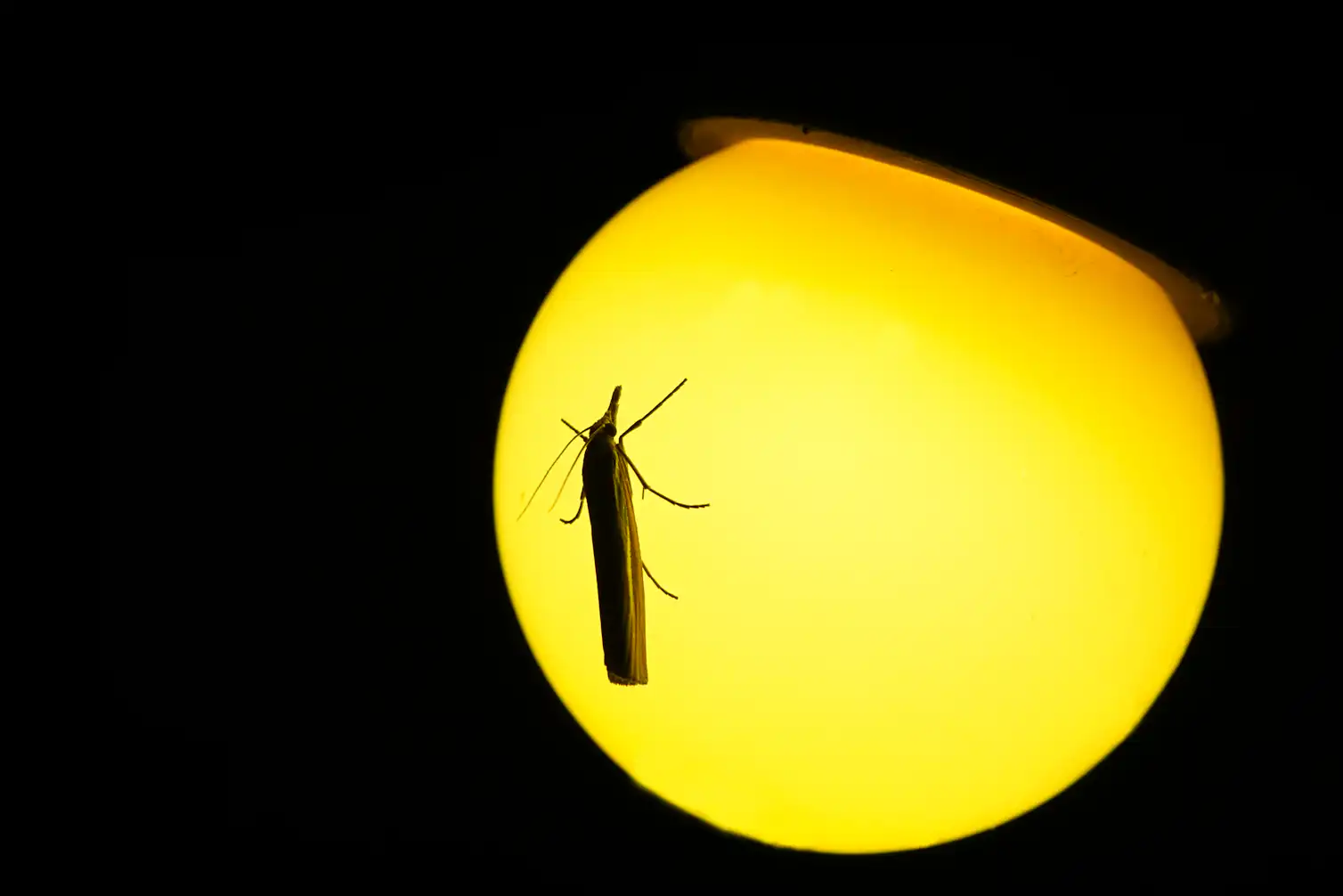 Light Month Insect Why are moths attracted to light?