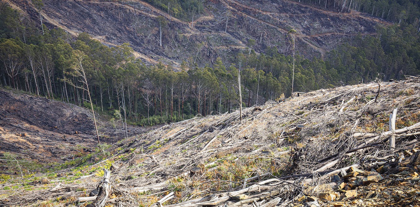 Researchers allege native logging breaches that threaten the water we drink - The Conversation AU