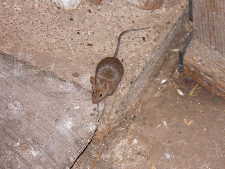 Mieux Connaitre Les Souris Et Arreter De Les Confondre Avec Les Rats