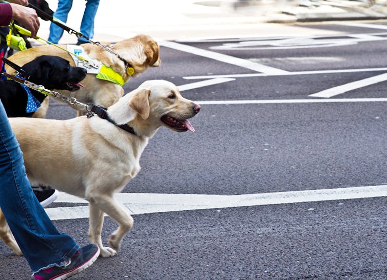 how do guide dogs know where their owners want to go?