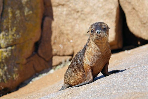 Australian sea lions are declining. Using drones to check their health can help us understand why