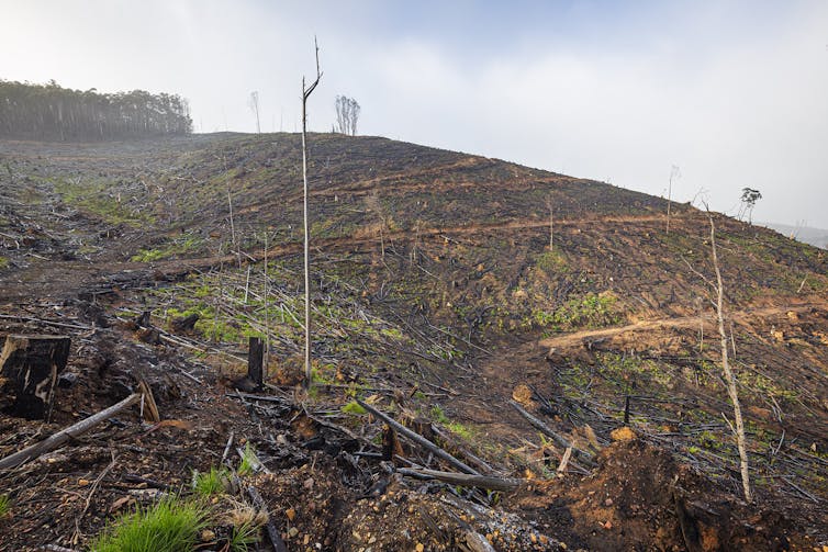 Researchers allege native logging breaches that threaten the water we drink