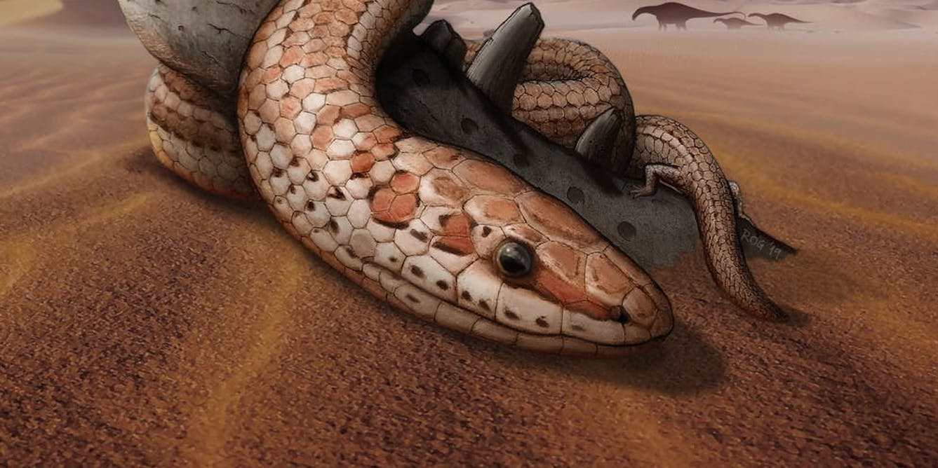 un extraordinaire fossile revele des secrets sur l evolution des serpents