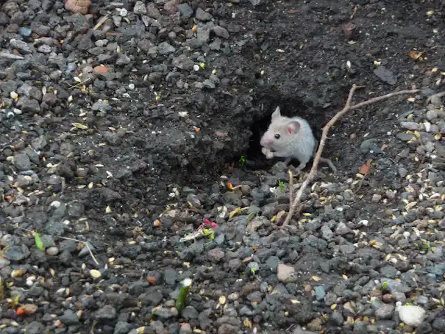 Mieux Connaitre Les Souris Et Arreter De Les Confondre Avec Les Rats Mieux Connaitre Les Souris Et Arreter De Les Confondre Avec Les Rats