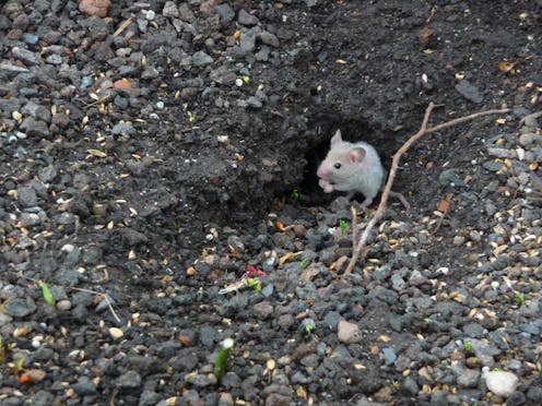 Mieux Connaitre Les Souris Et Arreter De Les Confondre Avec Les Rats Mieux Connaitre Les Souris Et Arreter De Les Confondre Avec Les Rats