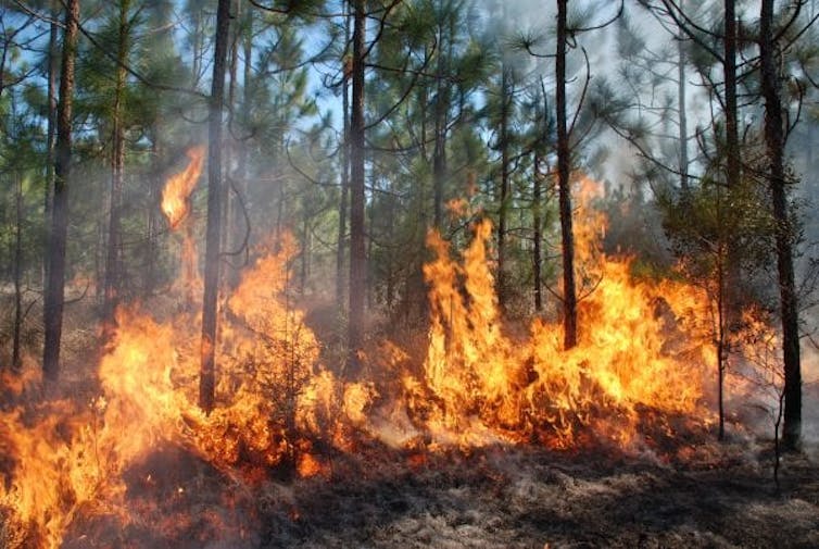 Invasive grasses are fueling wildfires across the US