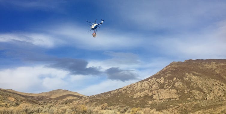 Invasive grasses are fueling wildfires across the US