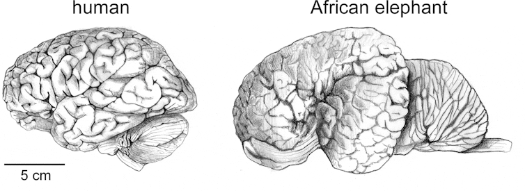 Your big brain makes you human – count your neurons when you count your blessings