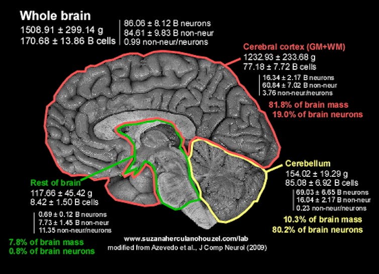 Your big brain makes you human,Your big brain makes you human – count your neurons when you count your blessings,brain,human brain,big brain,human,brain size,does a bigger brain make you smarter?,big brain moments,animal brain vs human brain,brain structure,brain lobes,human brain (anatomical structure),brain surgery,brain science,understanding the human brain,brain power,brain memes,brain games,expanding brain memes,how to unlock your brain capacity,weight of human brain,brain (anatomical structure),humans,techraj6,techraj6.com