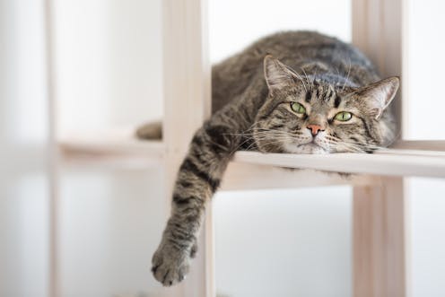 Chats D Interieur Comment S Assurer De Leur Bonheur Selon La Science Chats D Interieur Comment S Assurer De Leur Bonheur Selon La Science