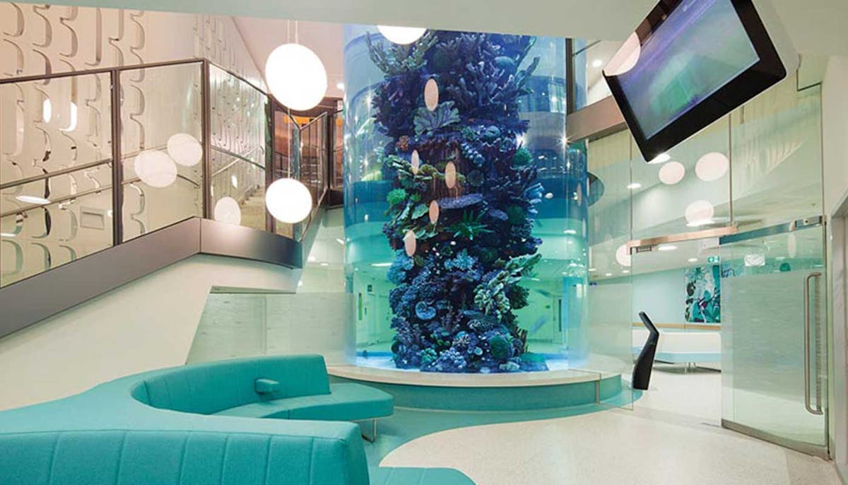 Aquariums Meerkats And Gaming Screens How Hospital Design