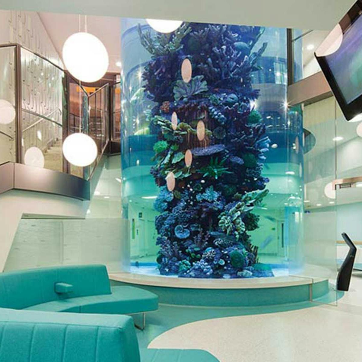 Aquariums Meerkats And Gaming Screens How Hospital Design