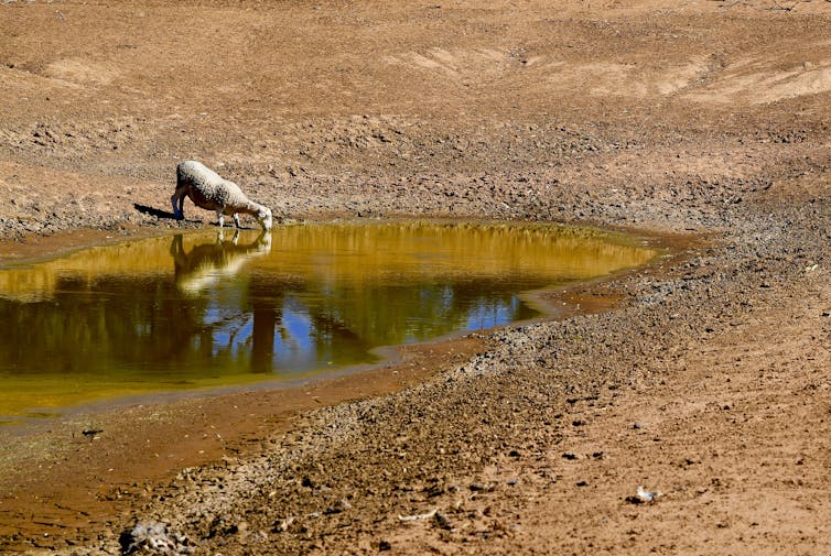 here's what to expect for the Murray Darling this summer