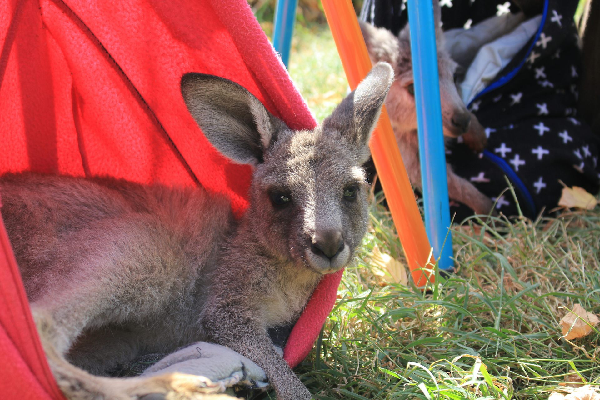 Free knitting patterns australia animals