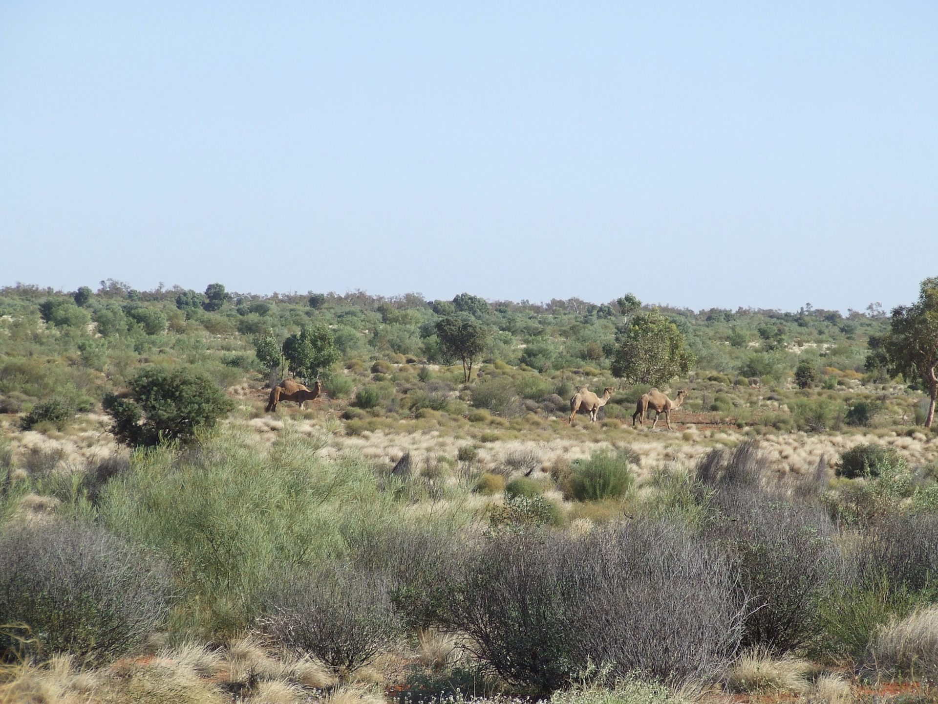 Non-native species should count in conservation &ndash; even in Australia