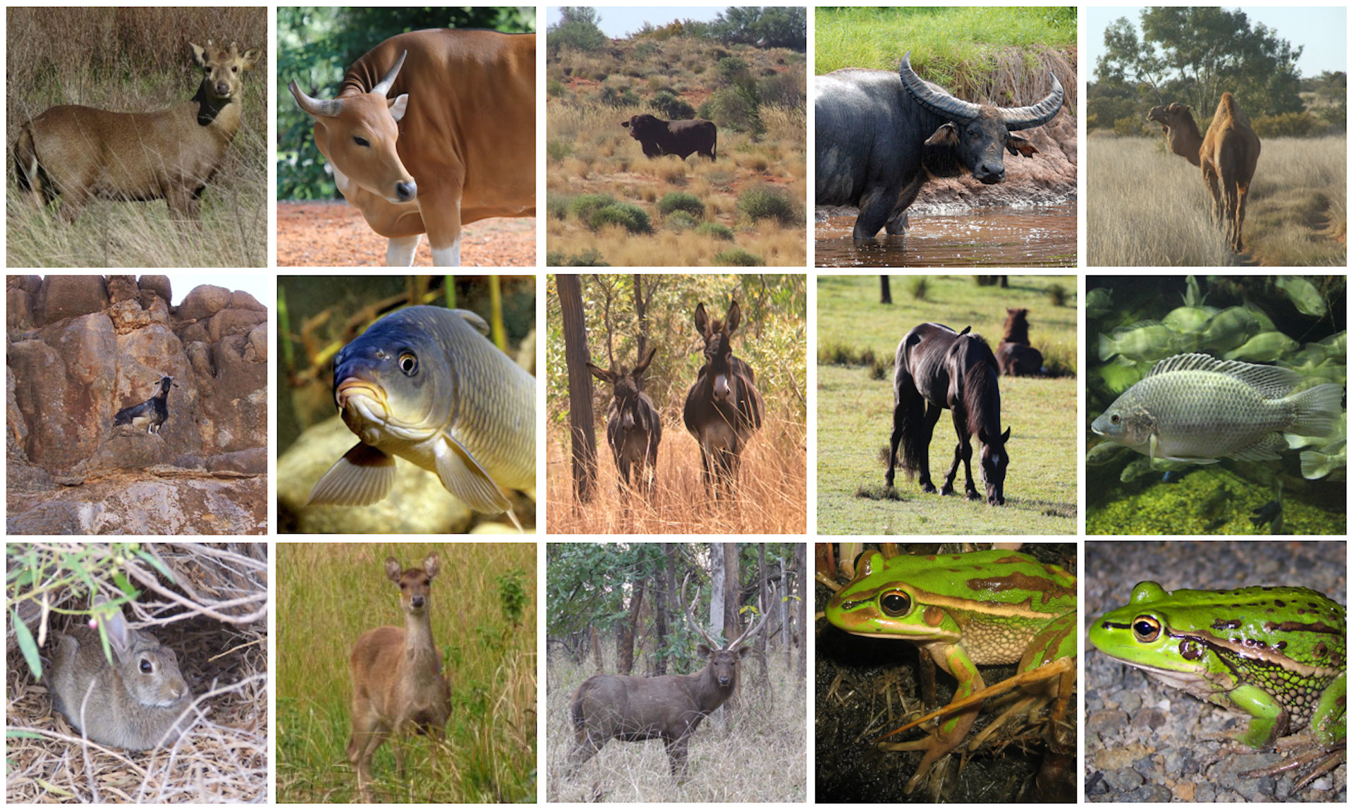 Non-native Species Should Count In Conservation – Even In Australia