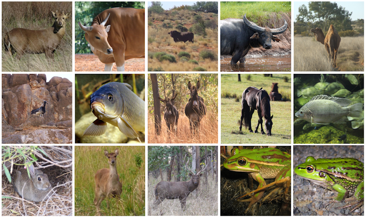 Non-native species should count in conservation – even in Australia