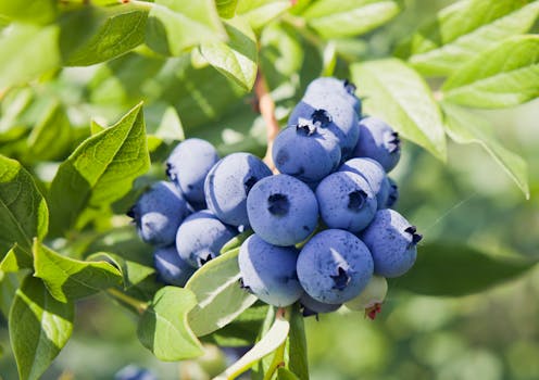 The case of the pirated blueberries: courts flex new muscle to protect plant breeders' intellectual property