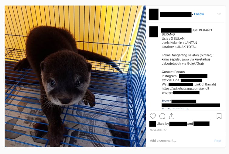 otter in a blue cage listed for sale on social media