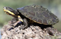 Scientists re-counted Australia's extinct species, and the result is devastating