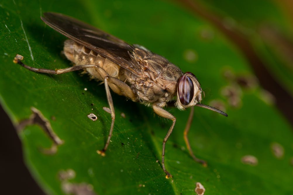 What changes in temperature mean for Africa's tsetse fly