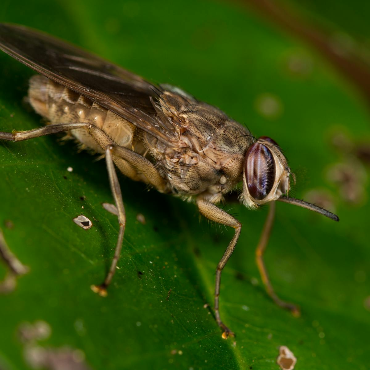 Image result for tsetse fly