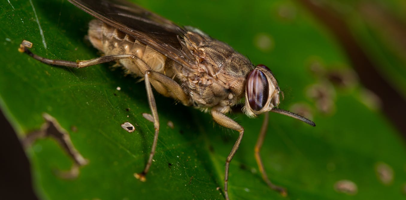 What Changes In Temperature Mean For Africa S Tsetse Fly