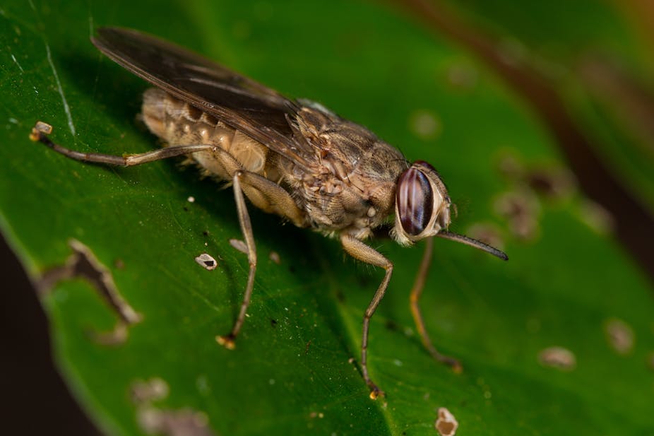 What Changes In Temperature Mean For Africa S Tsetse Fly