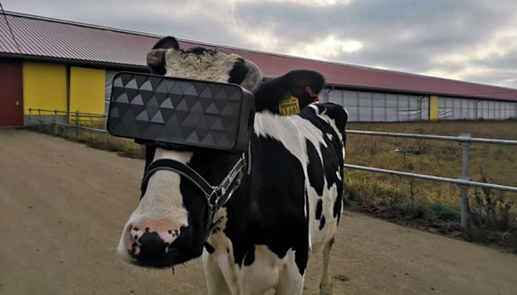 Virtual reality won't make cows happier, but it might help us see them  differently