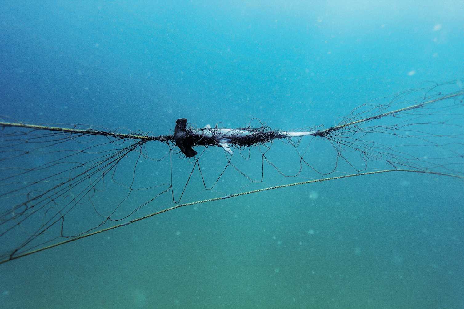 Shark nets are destructive and don’t keep you safe – let’s invest in ...