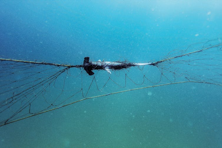 Shark nets are destructive and don't keep you safe – let's invest in lifeguards