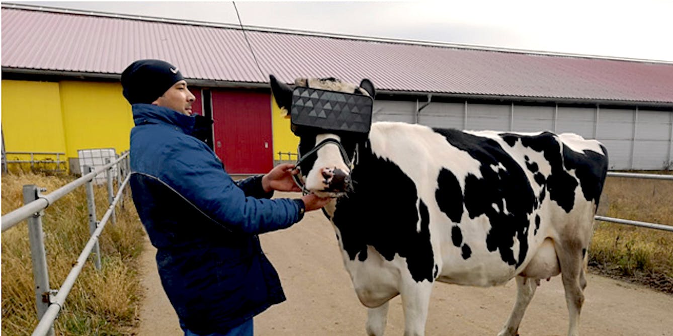 Virtual won't make cows happier, but it might help us see them differently