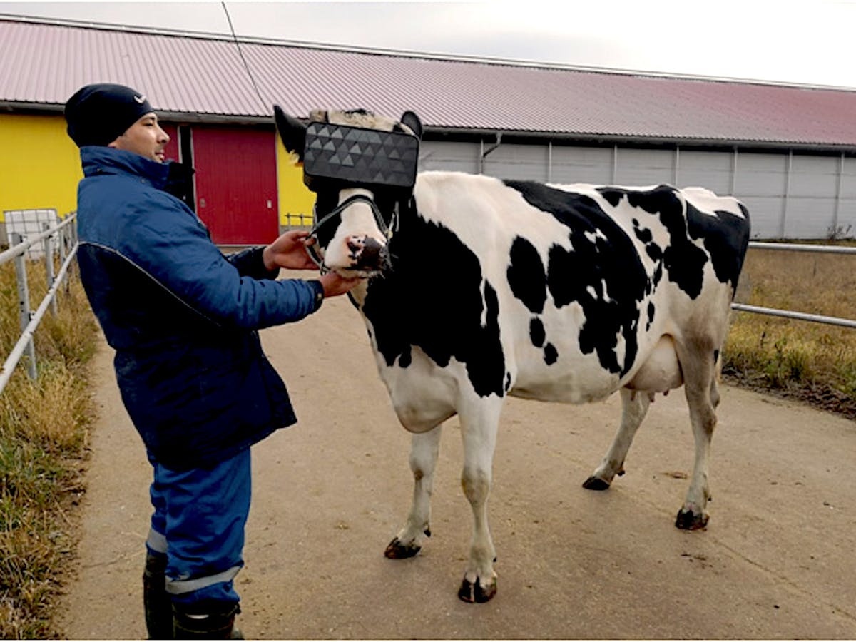 Virtual Reality Won T Make Cows Happier But It Might Help Us See