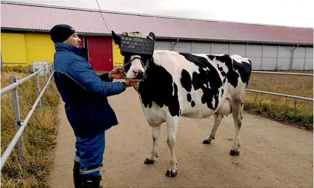 Virtual reality won't make cows happier, but it might help us see them  differently